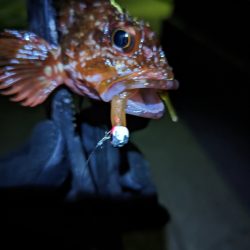 陸っぱり釣行記