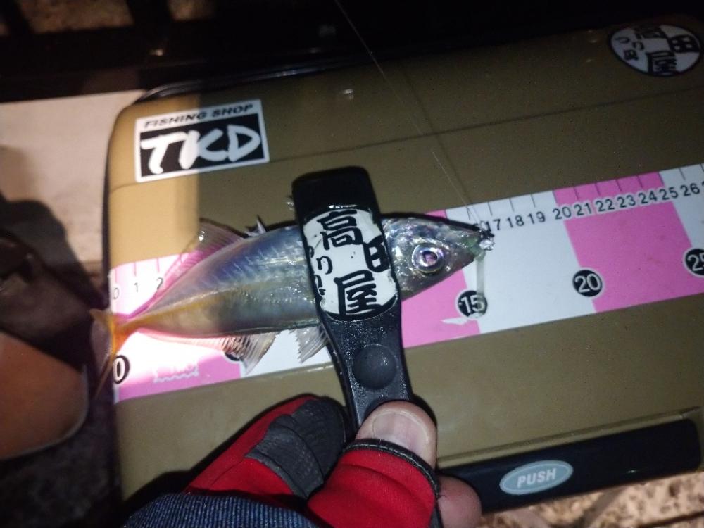 近場で豆アジング