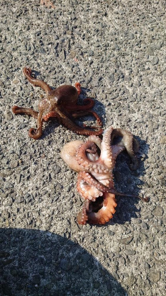 釣り納めのタコ