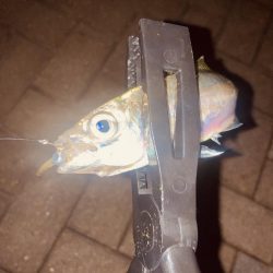 深夜のノンキーアジング