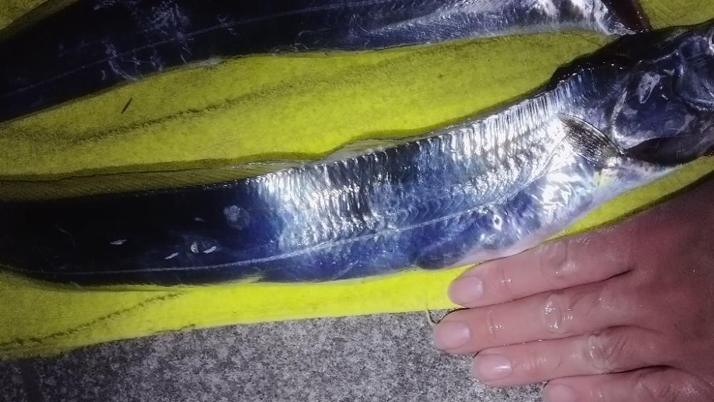 まだ釣れはするがもう厳しいか