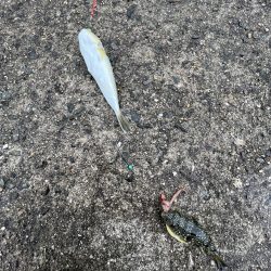 カレイ不在!!フグとヒトデ出勤中