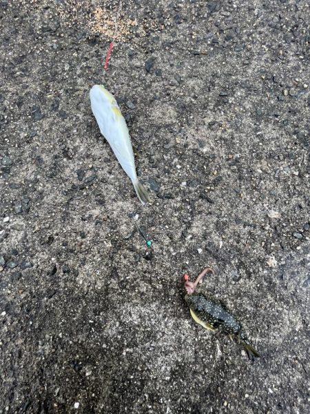 カレイ不在!!フグとヒトデ出勤中