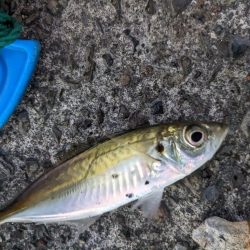 アジ釣り