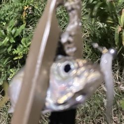 ジグ単deアジング♪爆風後終盤の逆襲！