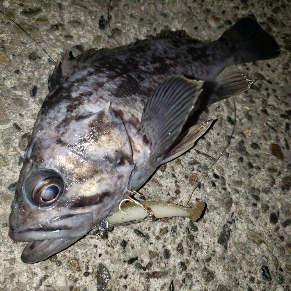 大晦日シーバス！