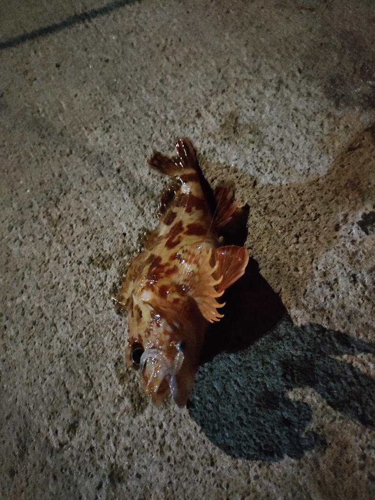 寒すぎるがまだアジはいる