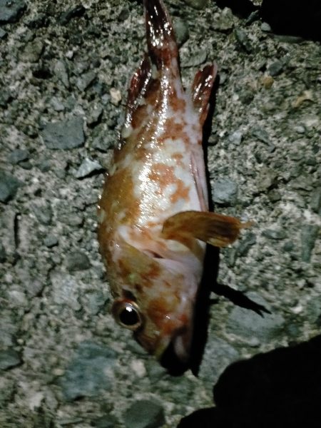 冬のライトゲーム