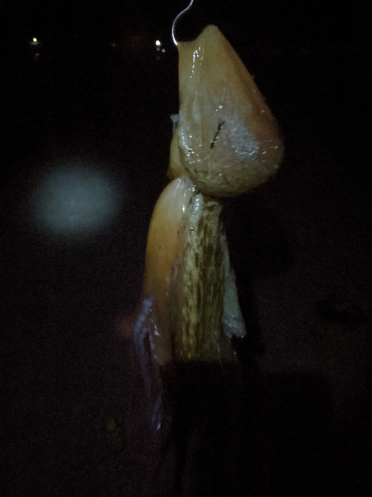 タコ🐙２杯🐙