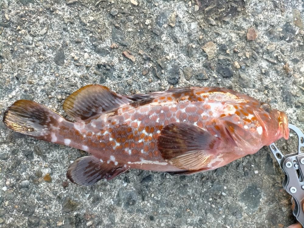 嬉しい魚