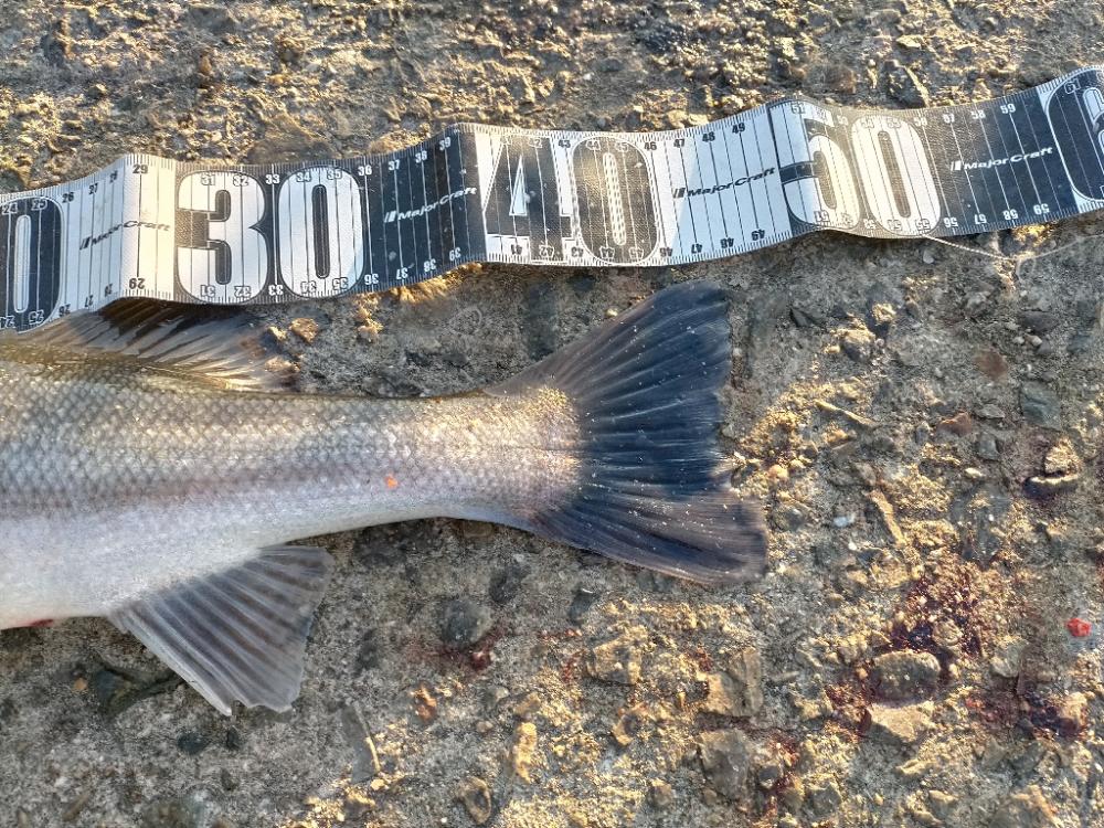 シーバスゲット!!