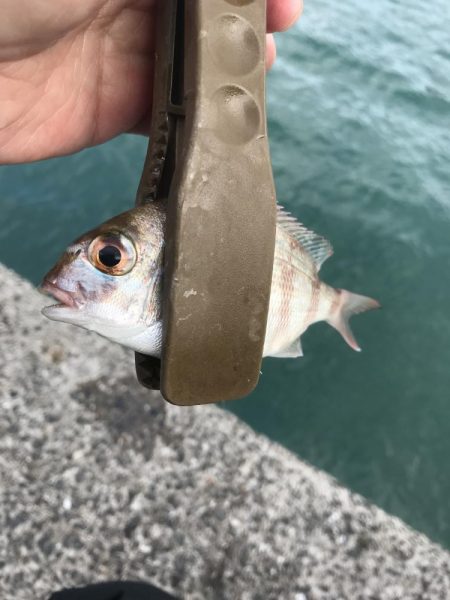 ヘチ際でカワハギ&五目釣り