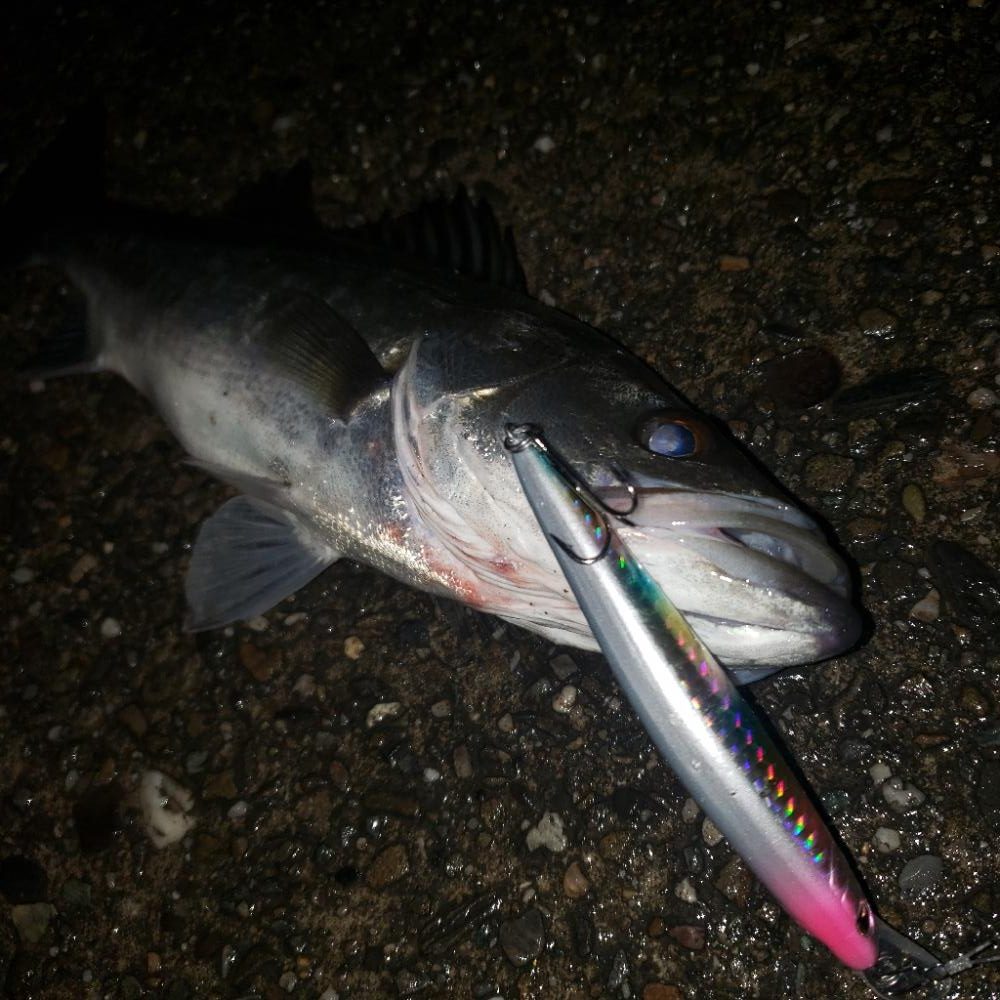 寒いねスズキさん