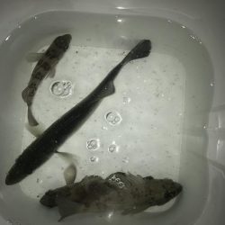 フロートリグでメバル調査