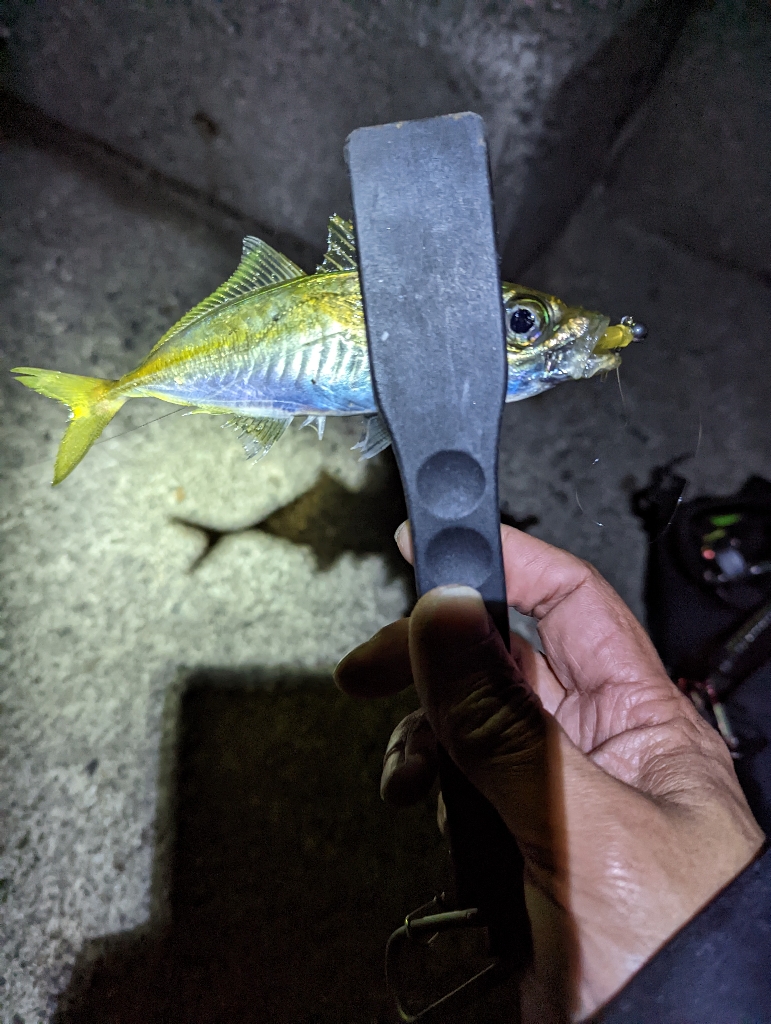 陸っぱり釣行記