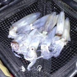 一段と冷え込んできたのでヒイカ