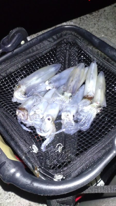 一段と冷え込んできたのでヒイカ