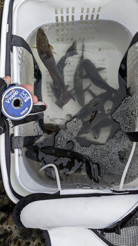 サンラインカップ磯 2022 in 串本大会