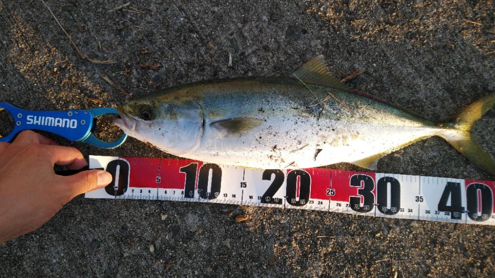 ルアーマンはそろそろ釣り納めですが