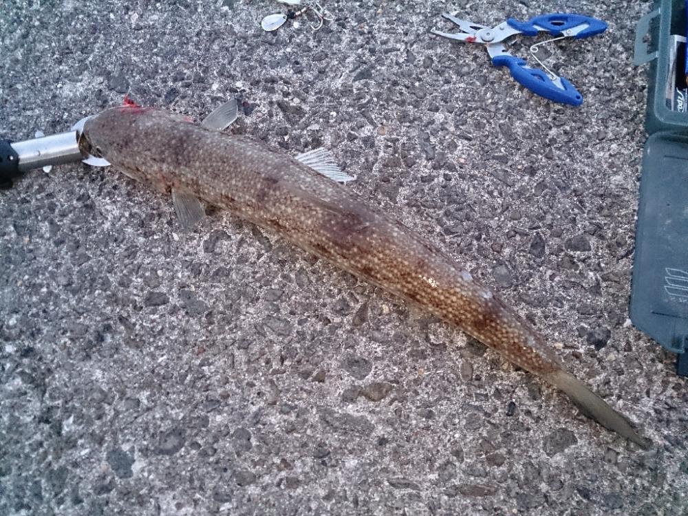 ショアジギング