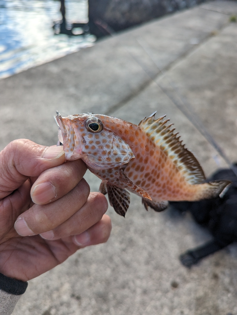 陸っぱり釣行記