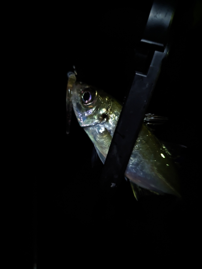 陸っぱり釣行記