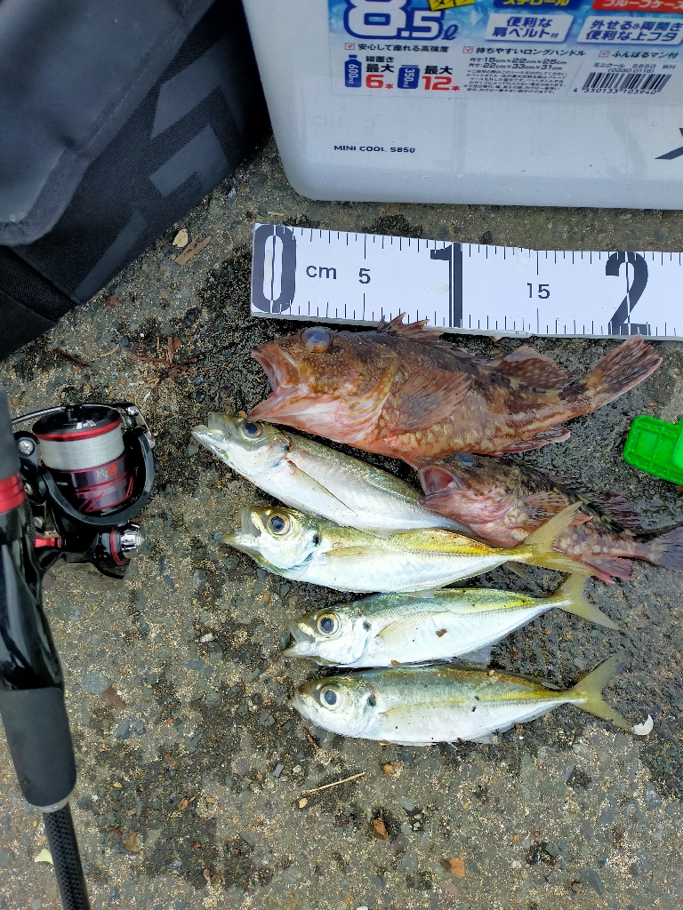 月下美人の鱗つけ