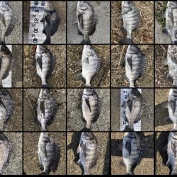 イチノ兄弟（弟）釣果！