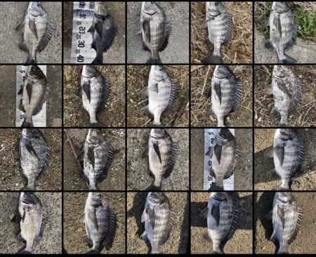 イチノ兄弟（弟）釣果！