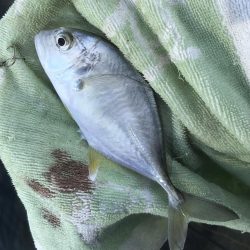 メッキ帰ってきたけど…