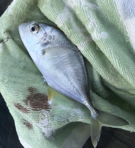 メッキ帰ってきたけど…