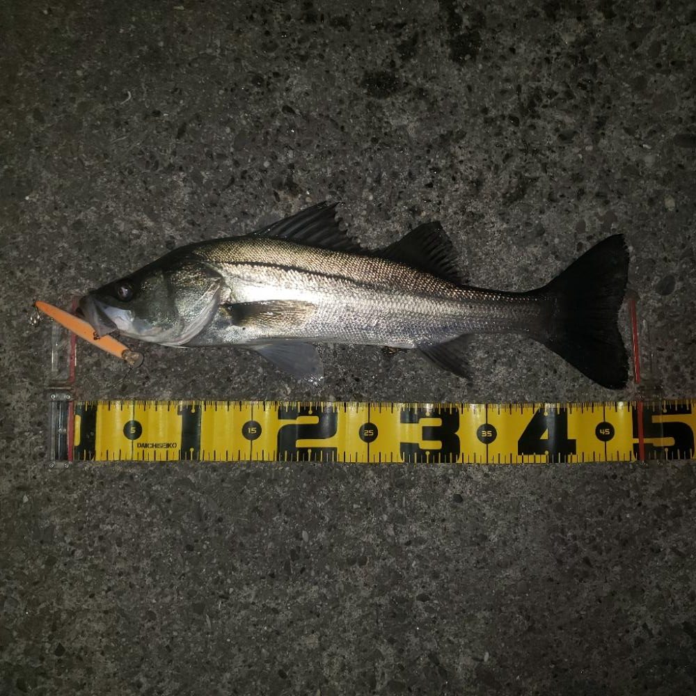 スズキさん、いますか？