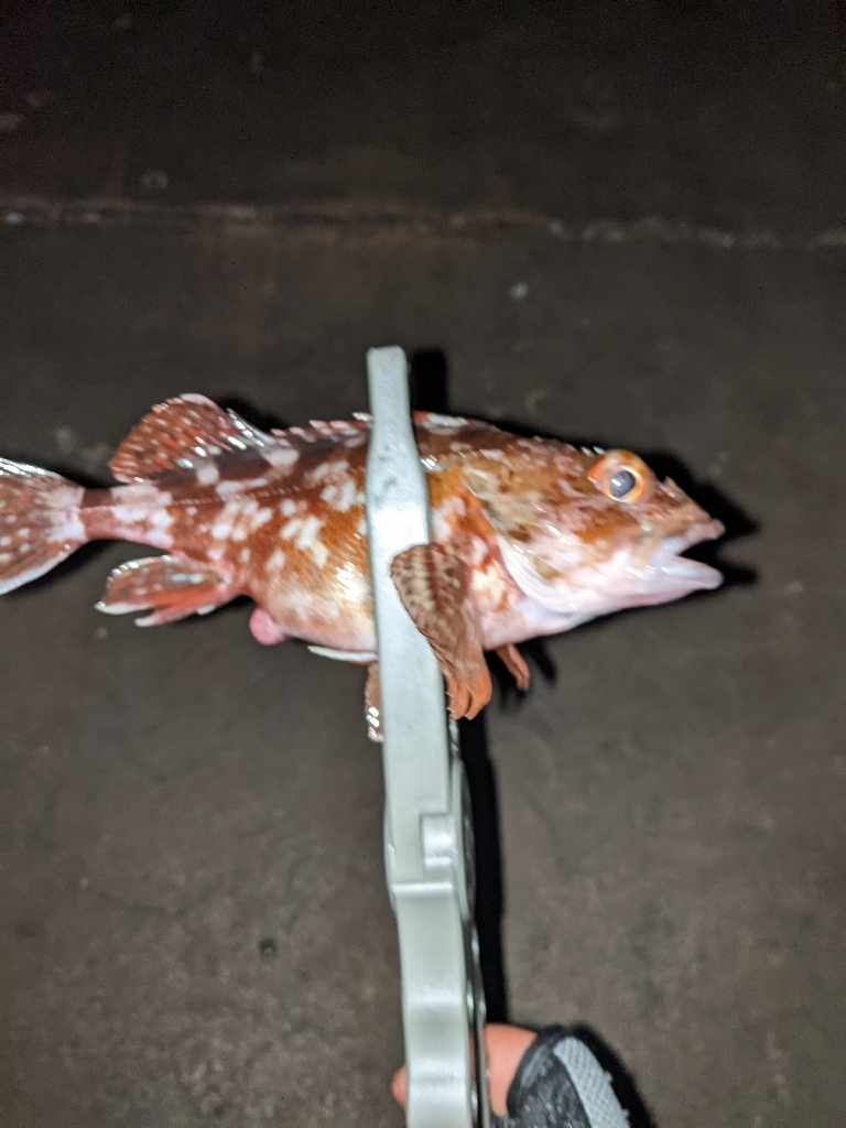 逃した魚はデカかった…