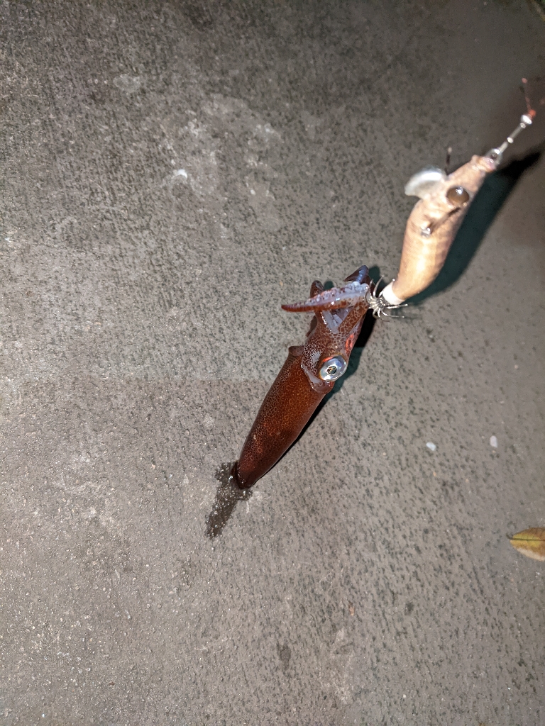 ヒイカとアジ狙い