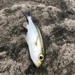 白浜見草地磯でカゴ釣りでグレGET