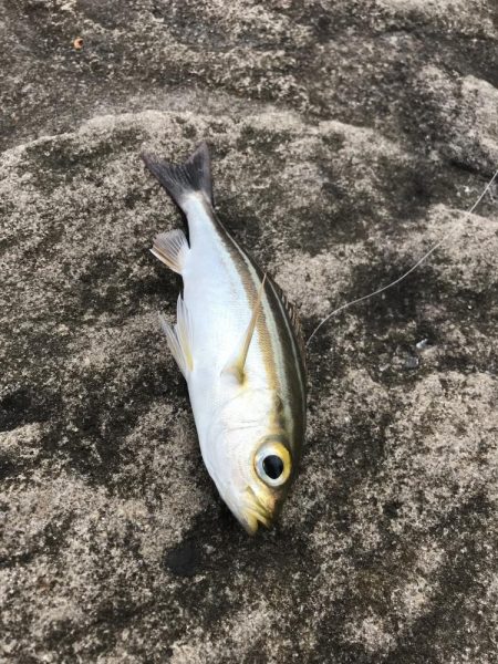 白浜見草地磯でカゴ釣りでグレGET