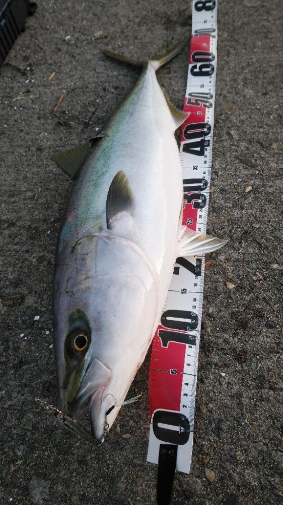 まだ青物の回遊あり