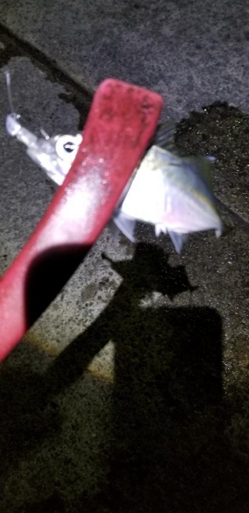 今季初アジングです。大漁！