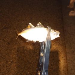 ラインのテスト釣行