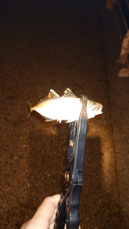 ラインのテスト釣行