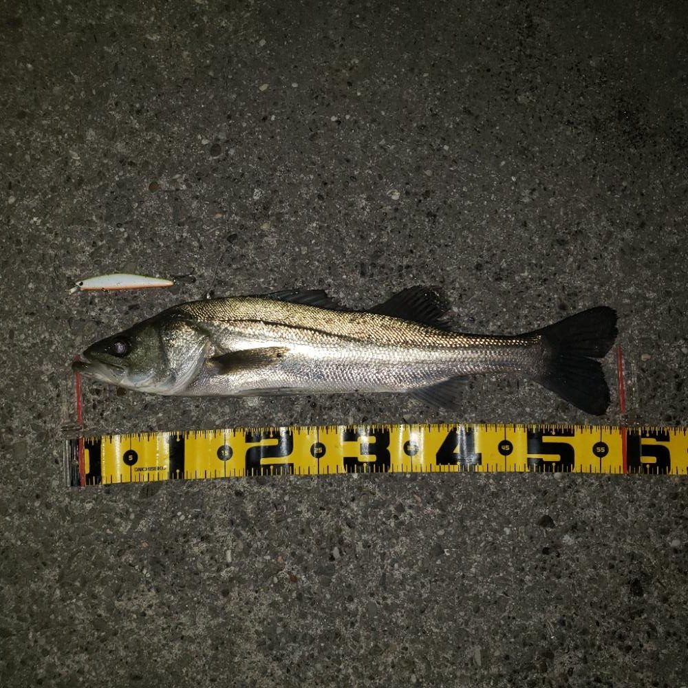 シーバスゲーム！