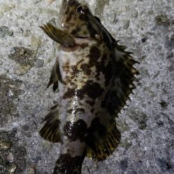 アジ探し@淡路島