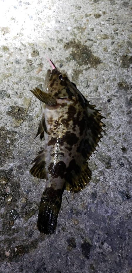 アジ探し@淡路島