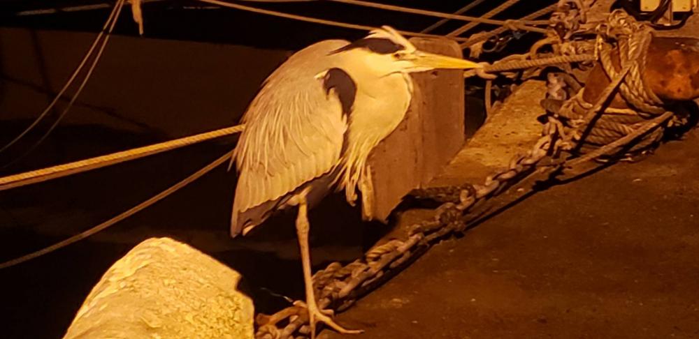 アジ探し@佐野漁港