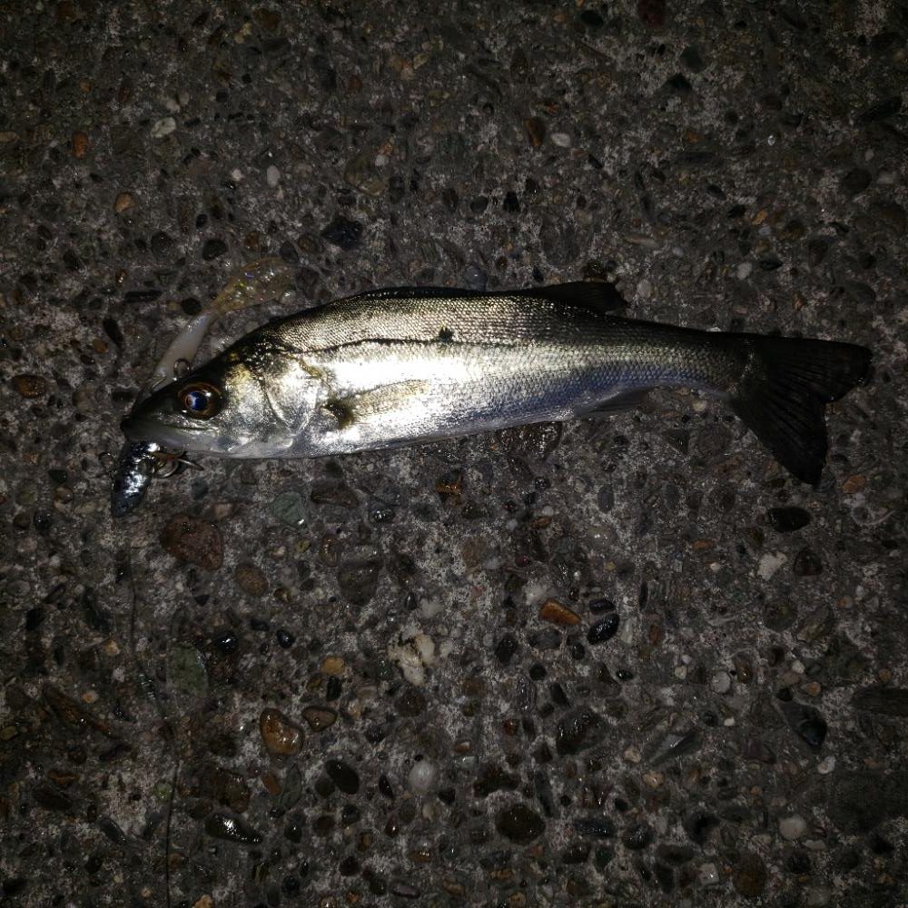 渋いねスズキさん！