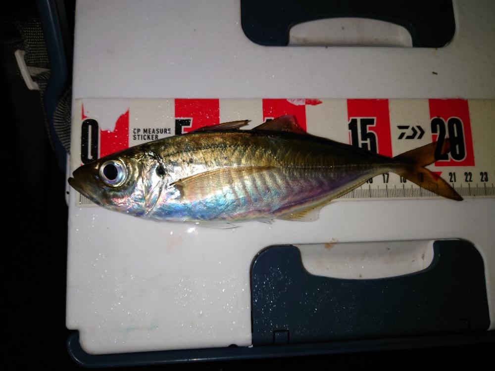 ポンポンパンパン