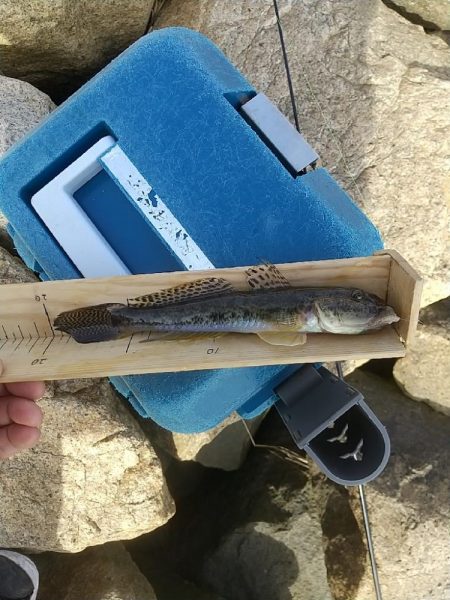 淀川ハゼ～20cmは釣れてるんだけどね…