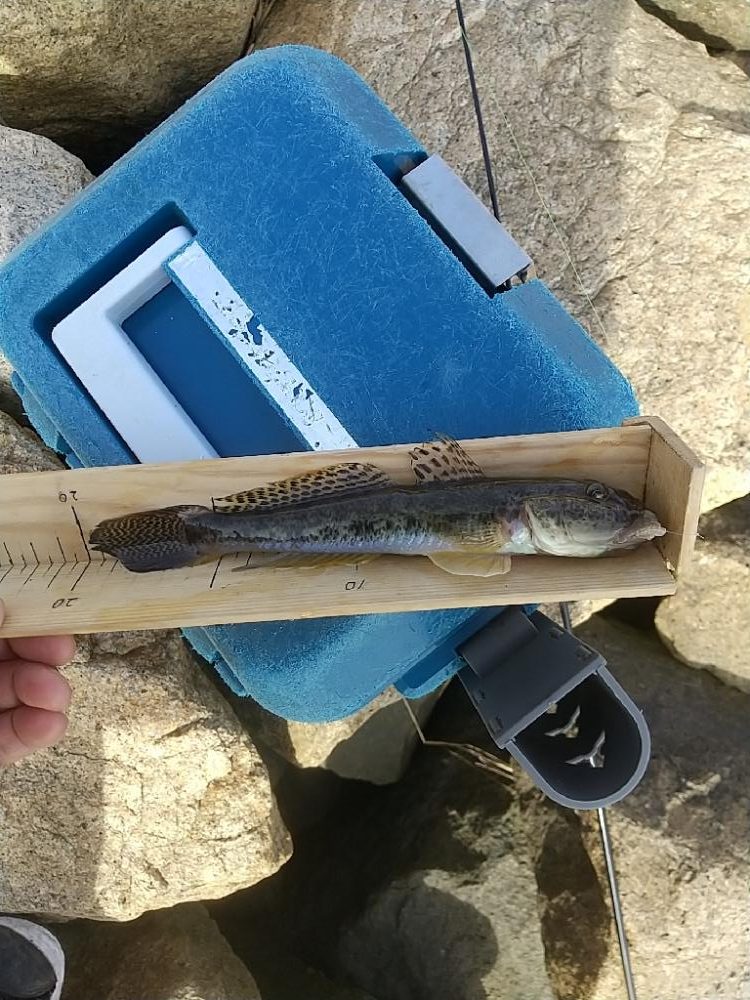 淀川ハゼ～20cmは釣れてるんだけどね…