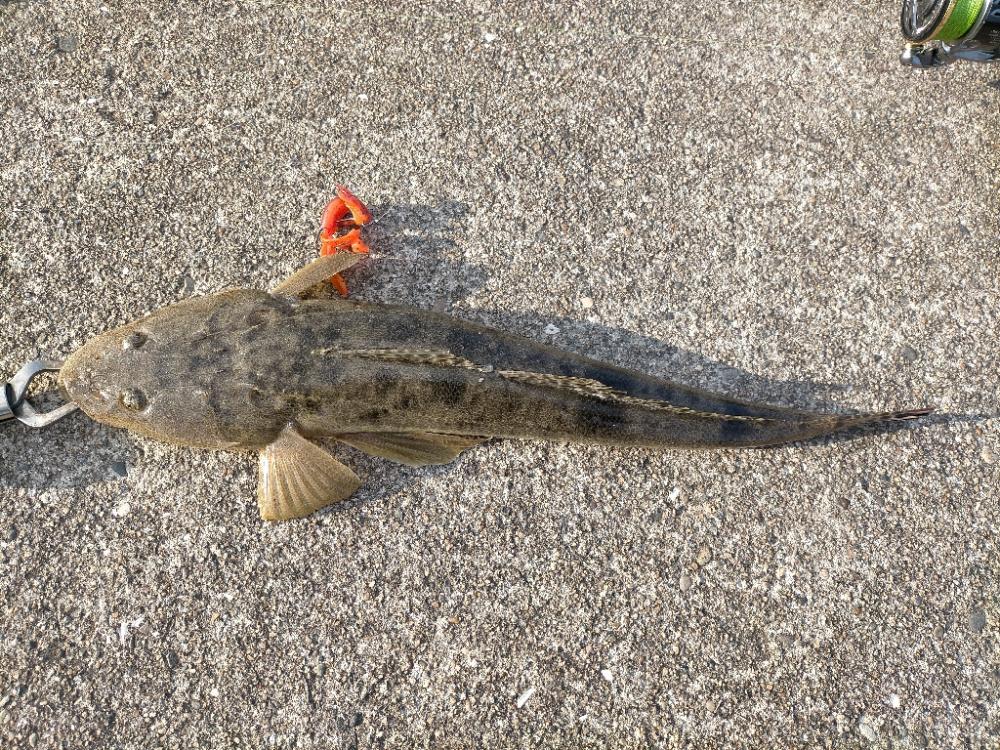 年内最後はマゴチ!!