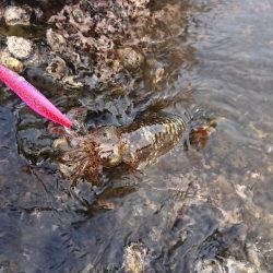 遂に対馬が選択できる！！